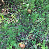 Купить земельный участок Московская обл, Солнечногорский р-н, деревня Шапкино 